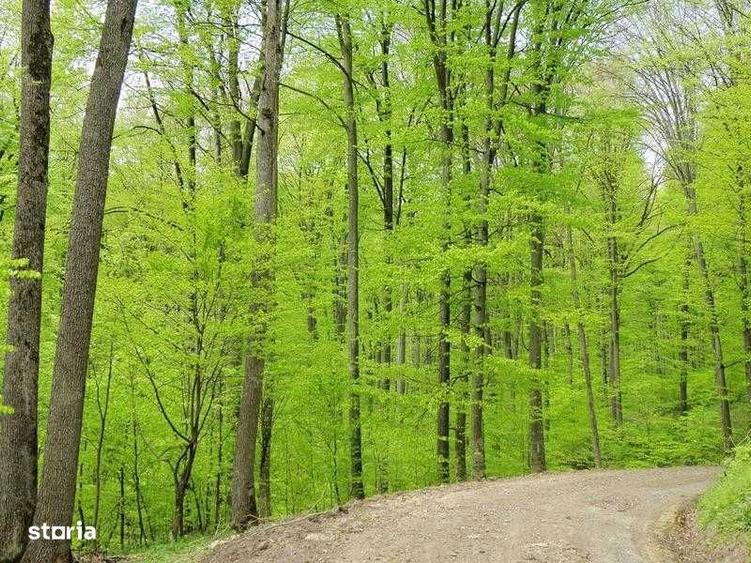 Teren de 10000 mp, în Siriu