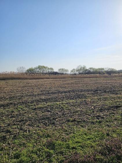 Teren agricol extravilan de 50000 mp, în Biharia