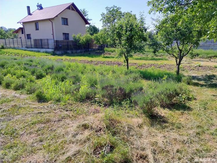 Teren de 870 mp, în Central