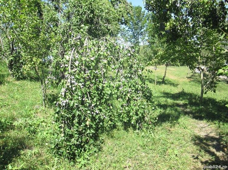 Teren de 4000 mp, în Drăgăneasa