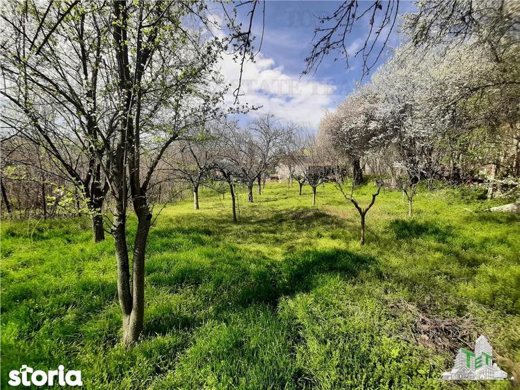 Teren 1274 mp cu livada si casa veche Primarie Bragadiru - 10