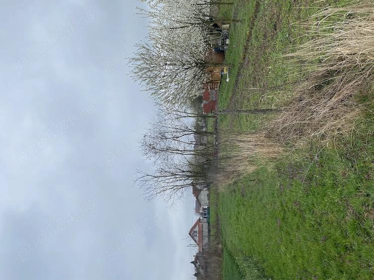 Teren de 5000 mp, în Lazuri
