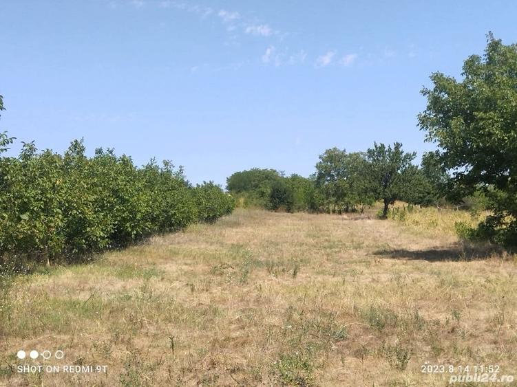 Teren de 3400 mp, în Daia