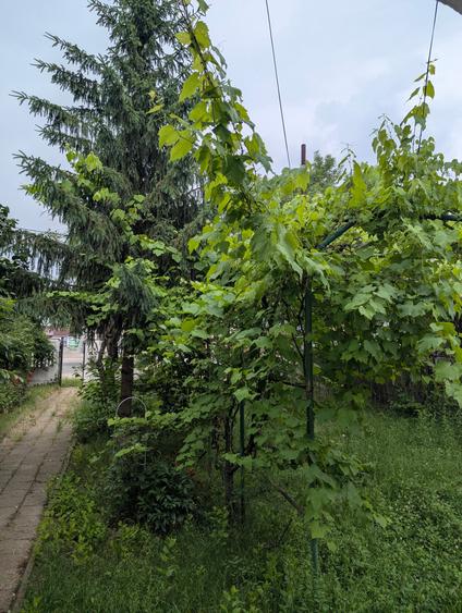 Casă individuală cu 6 camere cu Canalizare în 1 Mai