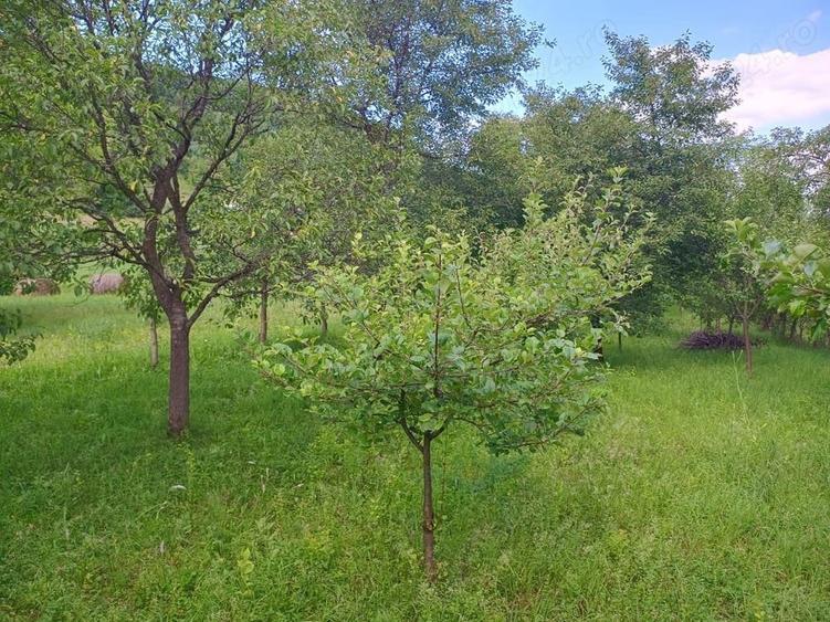 Teren de 150 mp, în Nepos