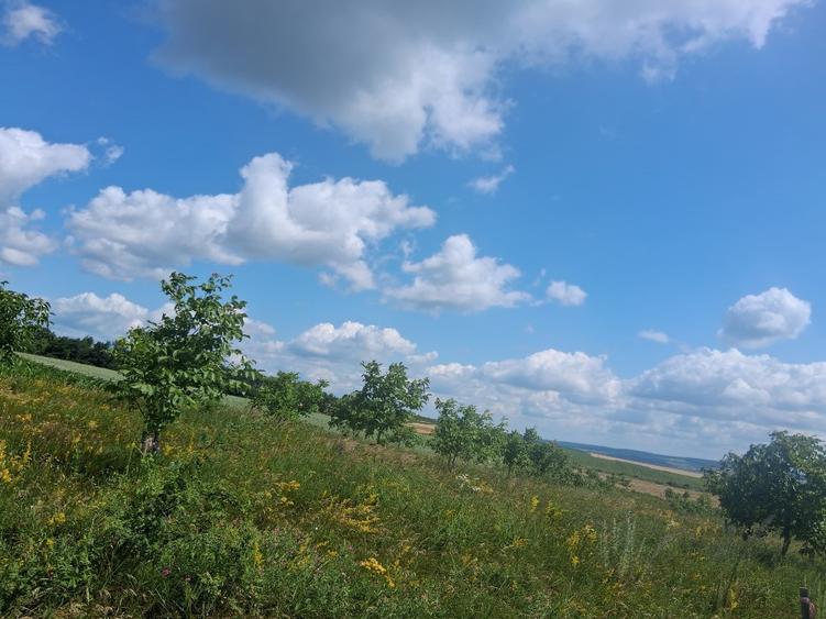 Vâd livadă de nuci - 6