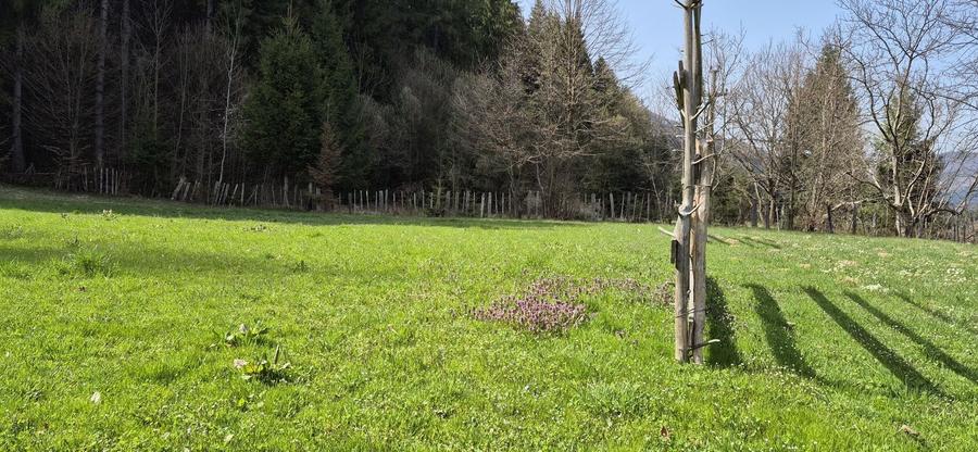 Teren de 4096 mp, în Tarcău