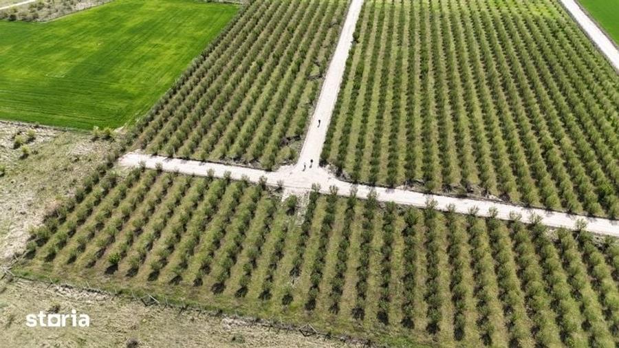 Teren de 500 mp, în Nufărul