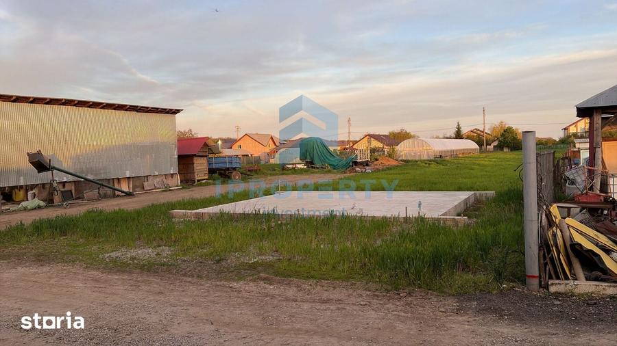 Teren Moara Vlasiei Intravilan 2 Parcele Padure - 6