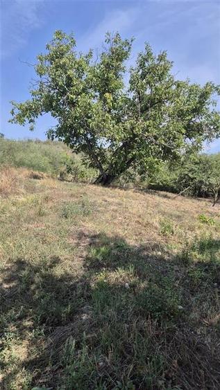 Teren Construcții intravilan de 3600 mp, în Podgoria