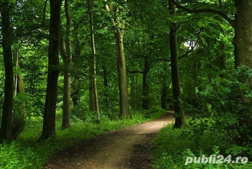 Teren în Ususău