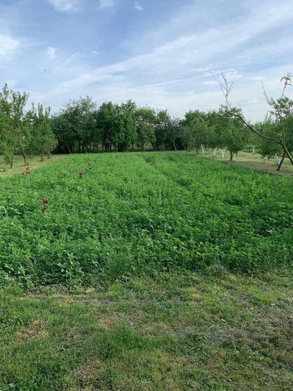 Casa de locuit 92mp in stare foarte buna in Voivodeni, teren generos 900mp aproape de oras - 2