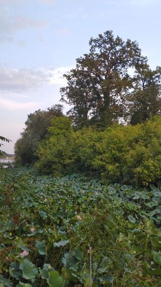Teren Construcții de 4000 mp, în Snagov
