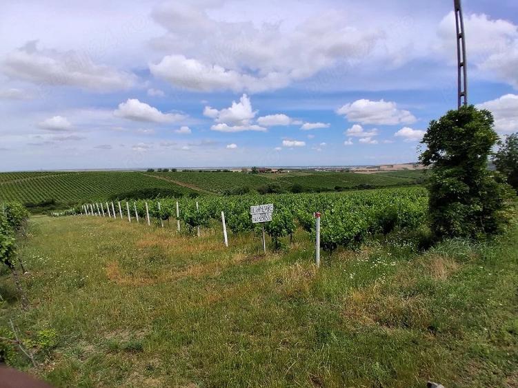 Teren de 11000 mp, în Măderat