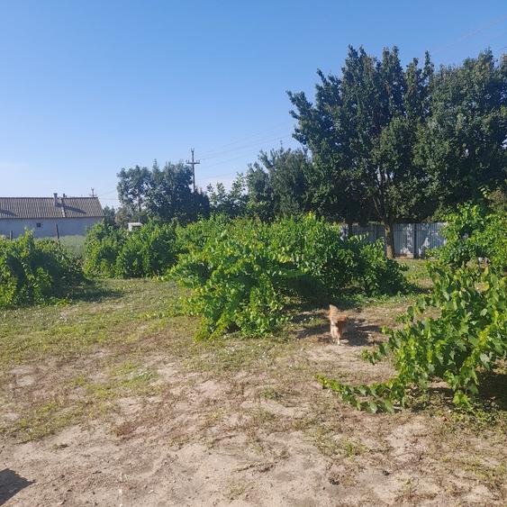 Casa de vanzare Sat Lunca, jud.Tulcea - 4
