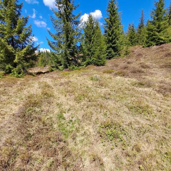 Teren de 12000 mp, în Petreasa