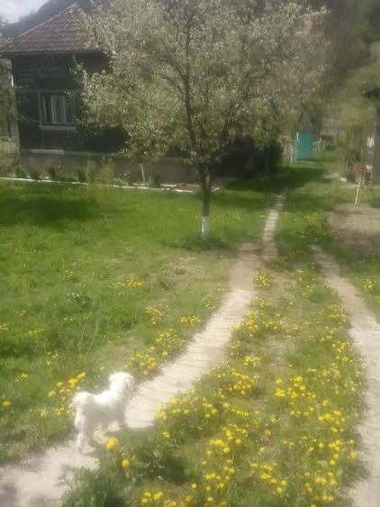 Casă cu 3 camere în Criș
