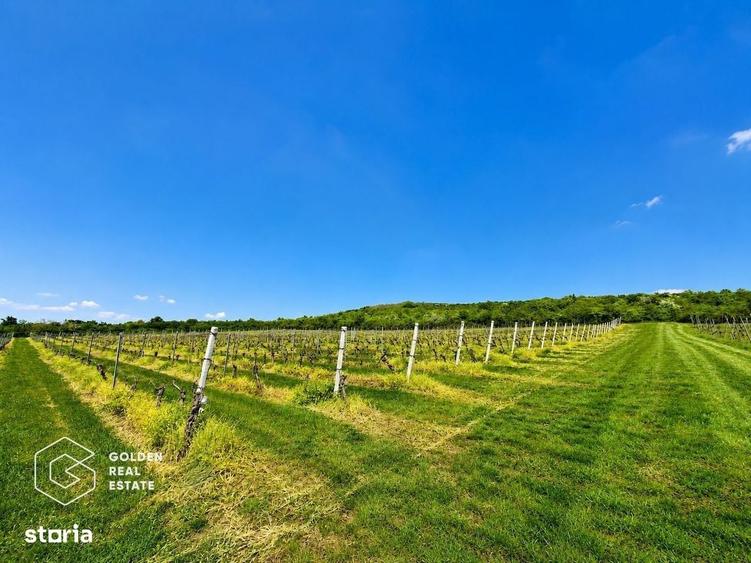1,35 hectare vie pe rod (Cabernet si Merlot), Siria - 1