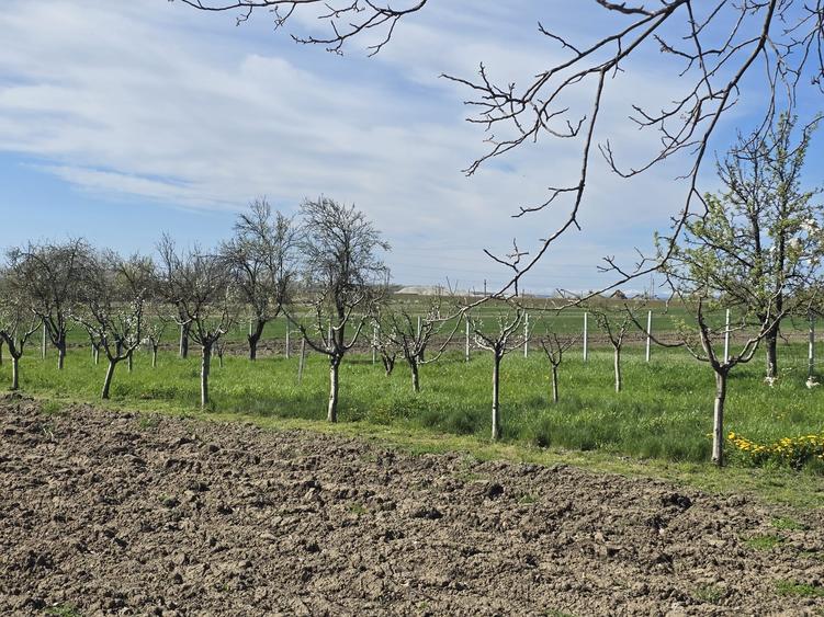 Teren Construcții intravilan de 1300 mp, în Curtișoara