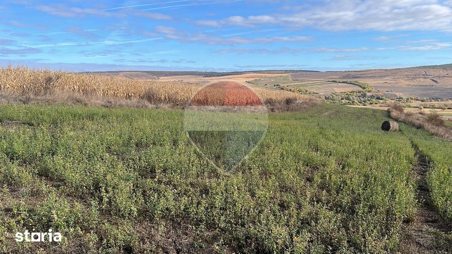 Teren de 3000 mp, în Ciurila