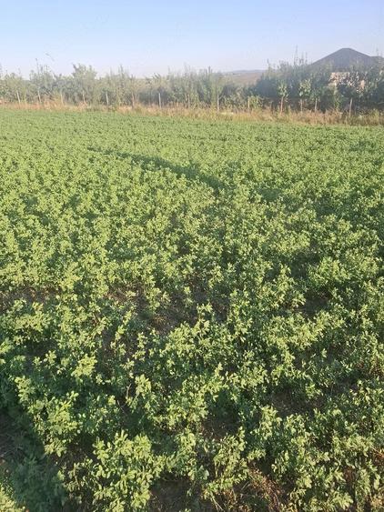 Teren de 10000 mp, în Băiceni