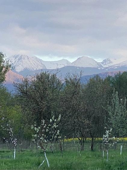 Teren de 6000 mp, în Cârnești