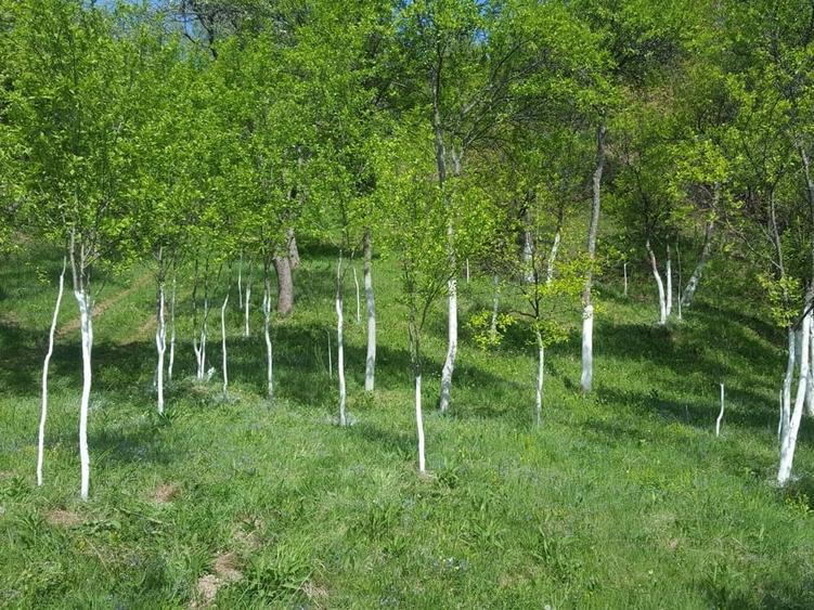 Teren de 9000 mp, în Pogara