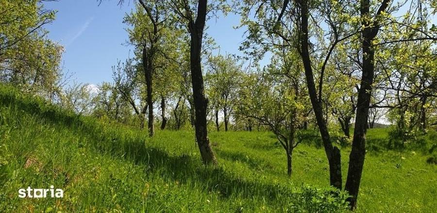 Teren la munte cu livada si o casuta mica - 2