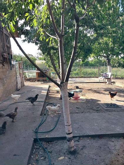 Casă cu 2 camere cu Teren 1500 Mp în Central