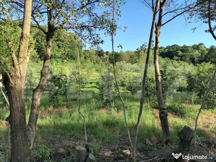 Teren de 14400 mp, în Gemenea-Brătulești