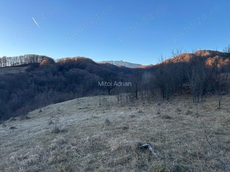 Teren 4000mp Olane?ti Gurguiata Schitul Bradul