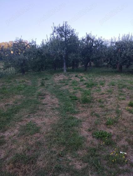 Teren de 9800 mp, în Pietrari