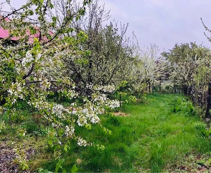 Teren de 7700 mp, în Letca Veche
