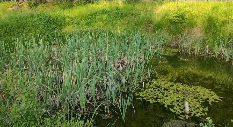 Teren de 9500 mp, în Zece Hotare