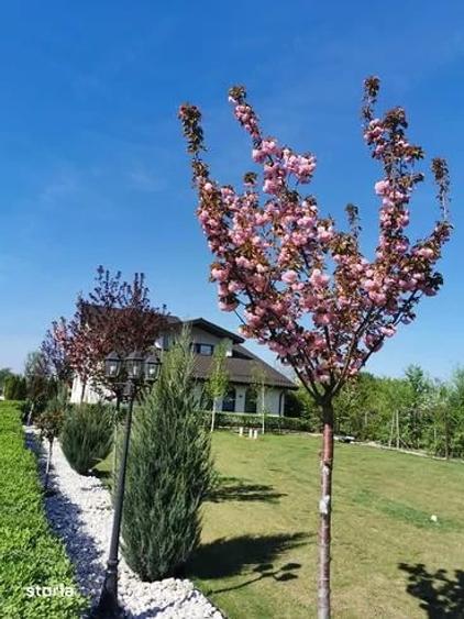 Casă cu Teren 6600 Mp în Ulmi