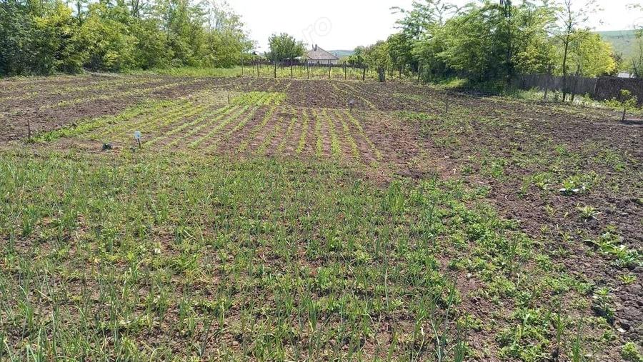 Teren de 2580 mp, în Potângeni