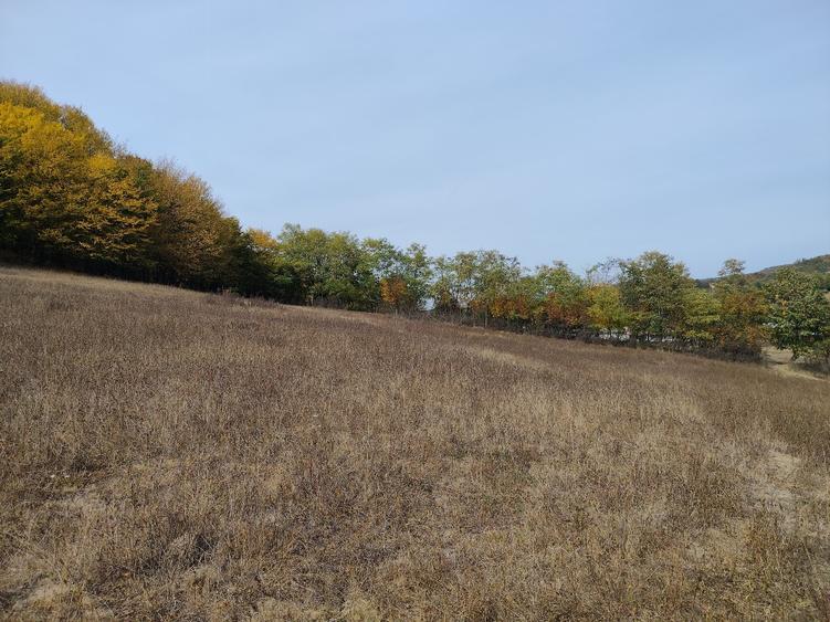 Teren agricol extravilan de 7043 mp, în Mihăești