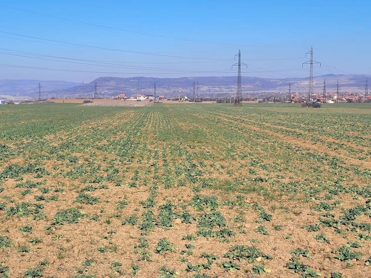 Teren agricol extravilan de 5001 mp, în Șimian