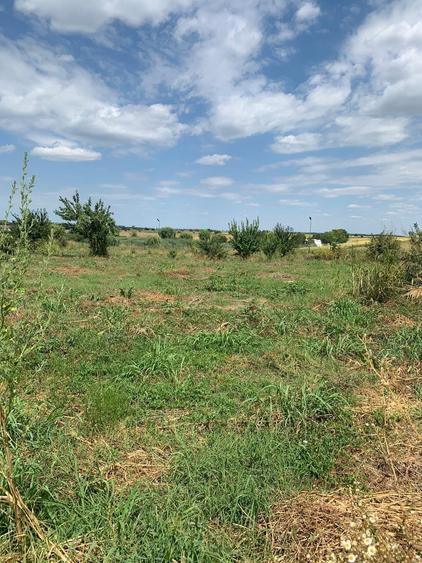 Teren Construcții intravilan de 5900 mp, în Dascălu