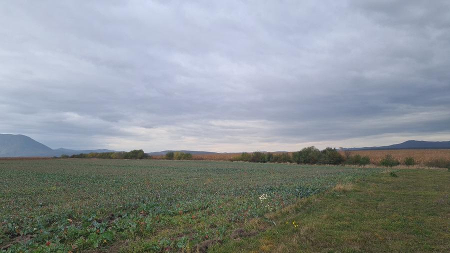 Teren agricol extravilan de 48100 mp, în Hălchiu