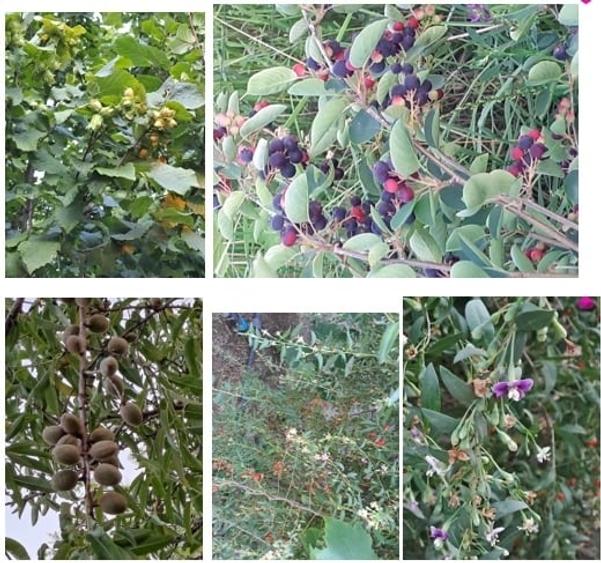 Casă cu 5 camere cu Teren 5600 Mp în Potlogi