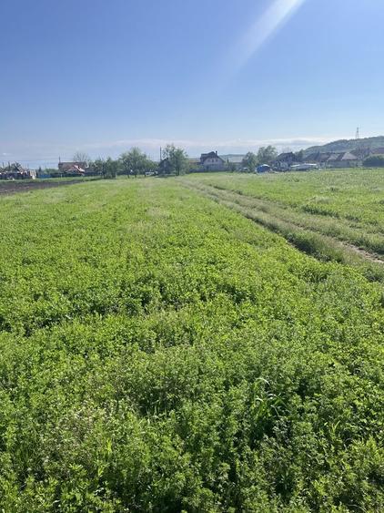 Teren de 6000 mp, în Bonț