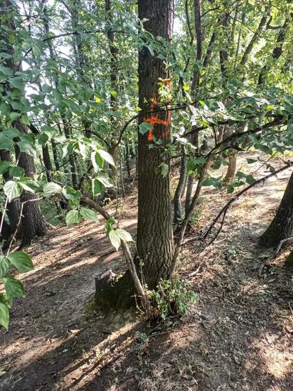 Teren de 3200 mp, în Ilovăț