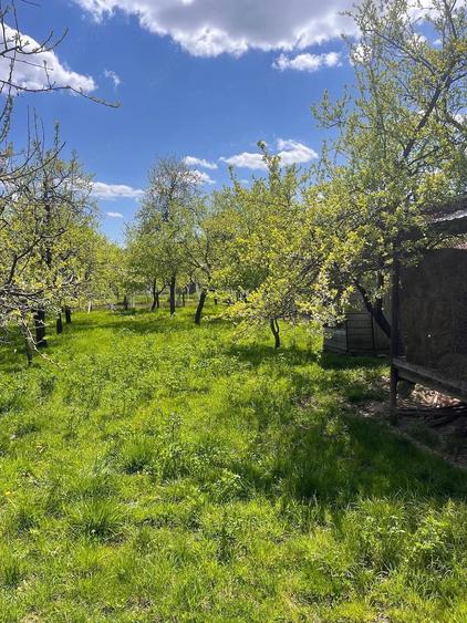 Casă cu Teren 4000 Mp în Căprioru