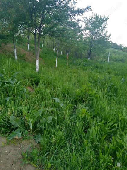 Teren de 700 mp, în Vlădiceni