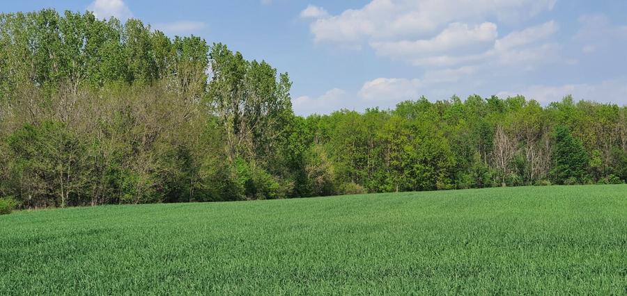 Teren agricol intravilan de 16872 mp, în Butimanu