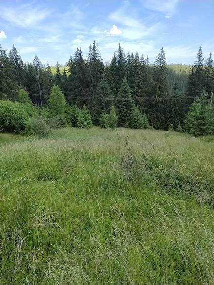 Teren de 2000 mp, în Pojorâta