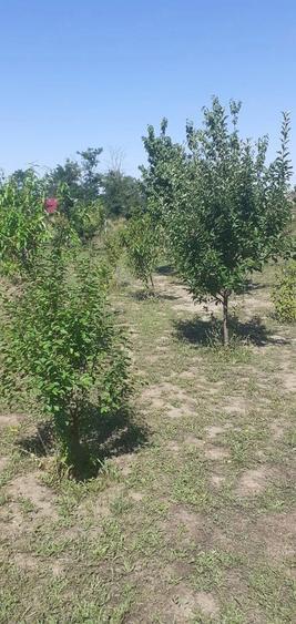 Casă cu Teren 2010 Mp în Vizireni
