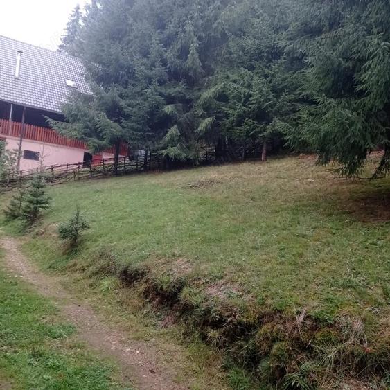 Teren în Muntele Băișorii
