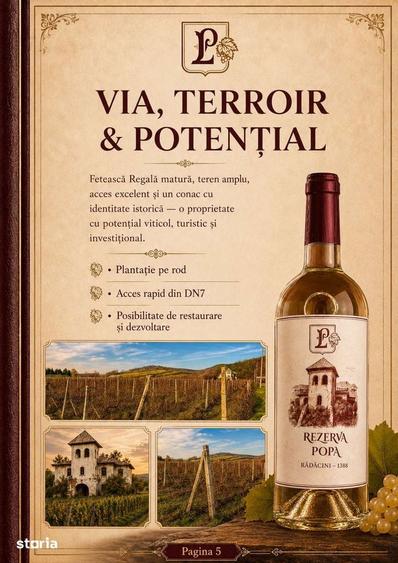 Teren de 53.000 mp cu vita de vie + Conac boieresc - 9